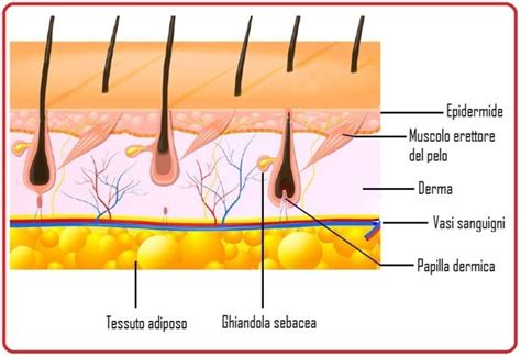 Illustrazione scientifica della struttura del cuoio capelluto con follicoli piliferi e vasi sanguigni