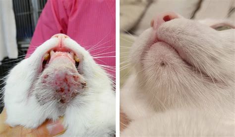 Gatto con acne felina sul mento