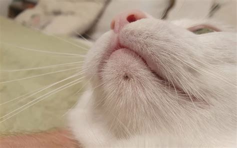 Primo piano del mento di un gatto con acne, mostrando punti neri e leggera infiammazione