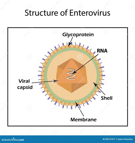 Illustrazione di virus Enterovirus