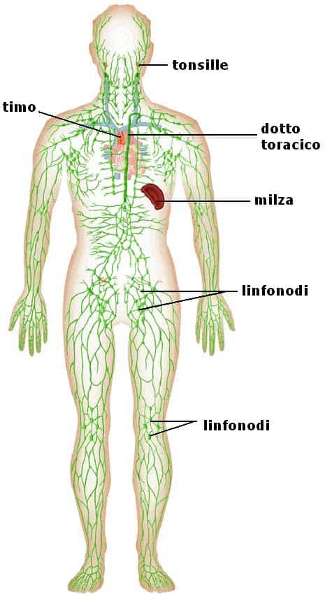 Schema del sistema linfatico con linfonodi