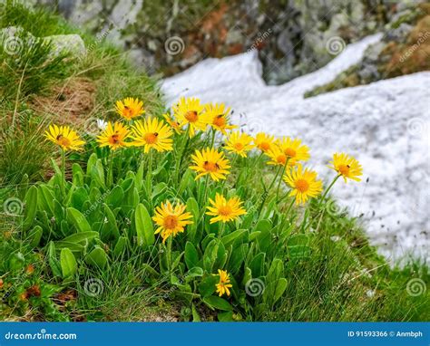 Fiori di Arnica Montana in un prato alpino