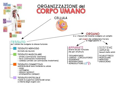 Mappa del corpo umano con evidenziate le aree tipicamente colpite dalla dermatite seborroica