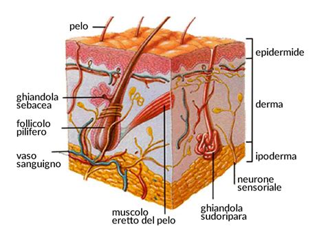 Schema anatomico della pelle con i suoi strati