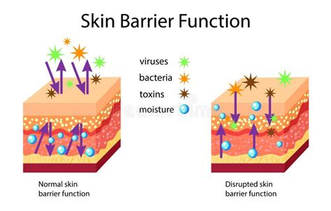 Diagramma che illustra le funzioni della barriera cutanea
