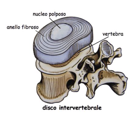 Struttura di un disco intervertebrale