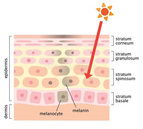 Illustrazione schematica del ciclo di vita accelerato delle cellule cutanee nella psoriasi rispetto a una pelle sana.