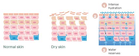 Diagramma che illustra la riduzione della perdita di idratazione transepidermica (TEWL)