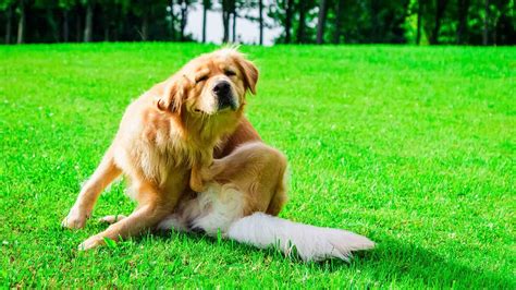 cane con dermatite che si gratta