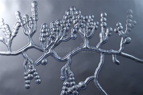 Immagine di funghi microscopici che causano infezioni cutanee