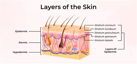 schematic representation of human skin layers