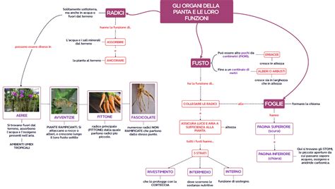 Schema degli ingredienti chiave e delle loro funzioni