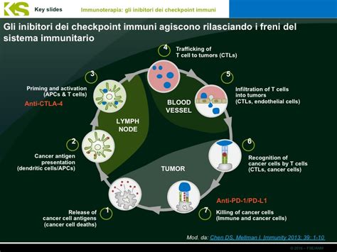 Schema del meccanismo d'azione degli inibitori del checkpoint immunitario