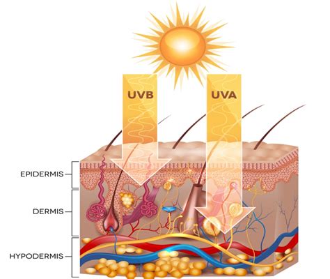 Schema dei raggi UV e loro effetto sulla pelle