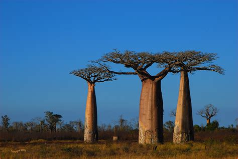 Albero di Baobab imponente nella savana africana