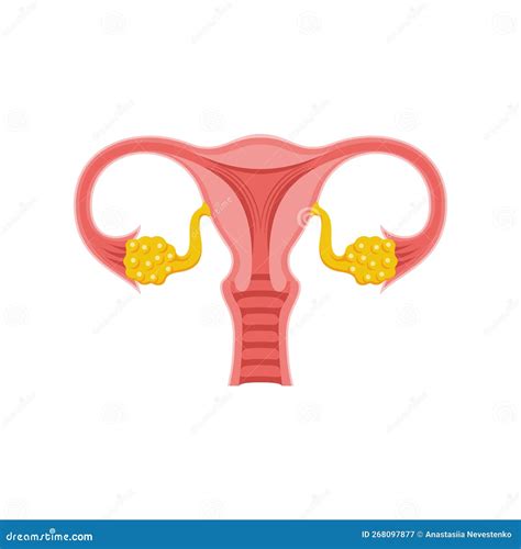 Schema anatomico della vulva femminile, con aree evidenziate dove comunemente si manifesta il lichen scleroatrofico.