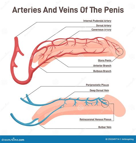 Illustrazione anatomica del pene maschile, evidenziando le aree del glande e del prepuzio colpite dal lichen scleroatrofico.
