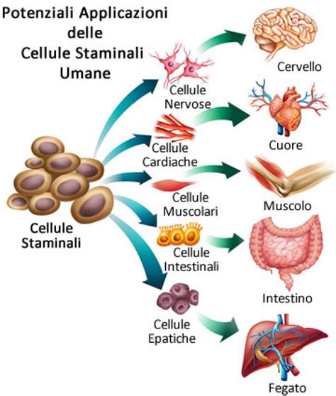 Immagine microscopica di cellule staminali vegetali