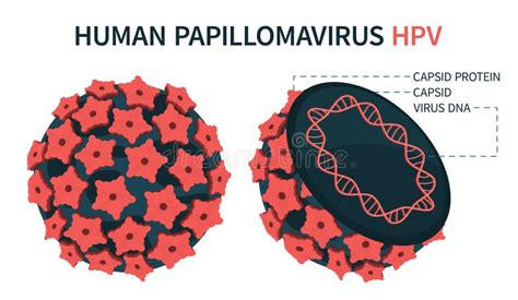Illustrazione del Virus del Papilloma Umano (HPV)