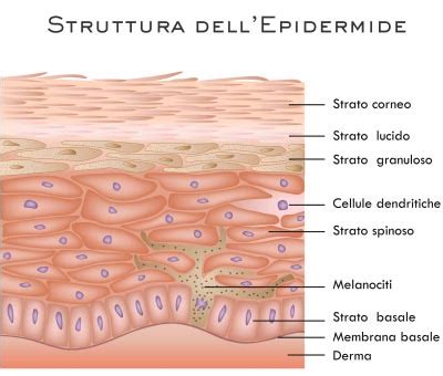 Struttura dell'epidermide con i suoi strati, inclusa la presenza dello strato lucido sui palmi e sulle piante dei piedi.