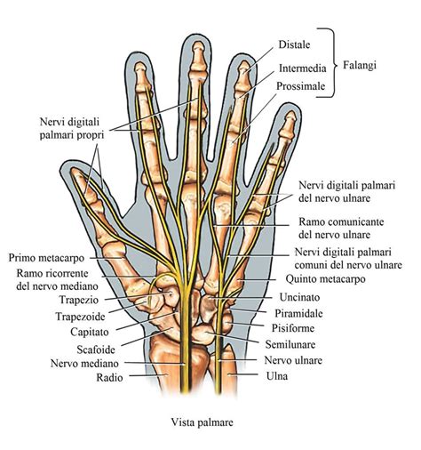 Schema anatomico della mano con evidenziati i nervi principali