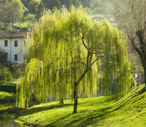 Albero di salice