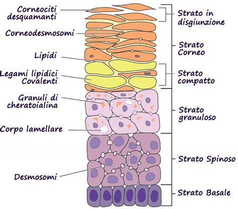 Struttura dello strato corneo