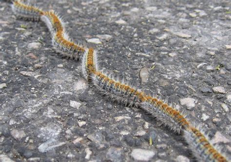 Larva di processionaria del pino su un ramo