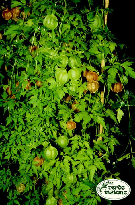 Immagine della pianta Cardiospermum halicacabum