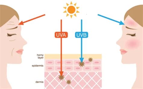Diagramma che mostra la penetrazione dei raggi UVA e UVB nella pelle