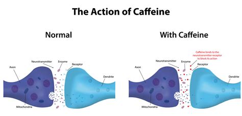 schema che illustra gli effetti della caffeina sul contorno occhi