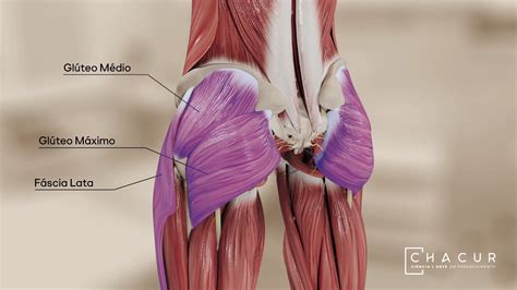 Illustrazione anatomica del muscolo gluteo