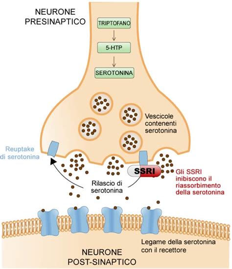 Schema del meccanismo d'azione della clomipramina sulla ricaptazione della serotonina e noradrenalina