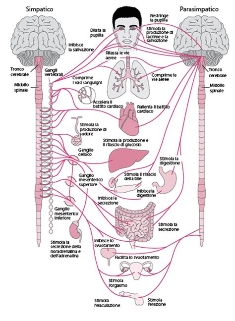 Diagramma che illustra la regolazione della sudorazione da parte del sistema nervoso autonomo