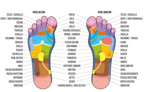 Schema anatomico del piede con evidenziata la pianta