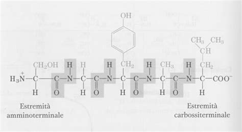 Struttura molecolare di un peptide