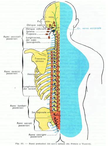Illustrazione schematica del decorso dei nervi e della localizzazione tipica dell'Herpes Zoster sul corpo