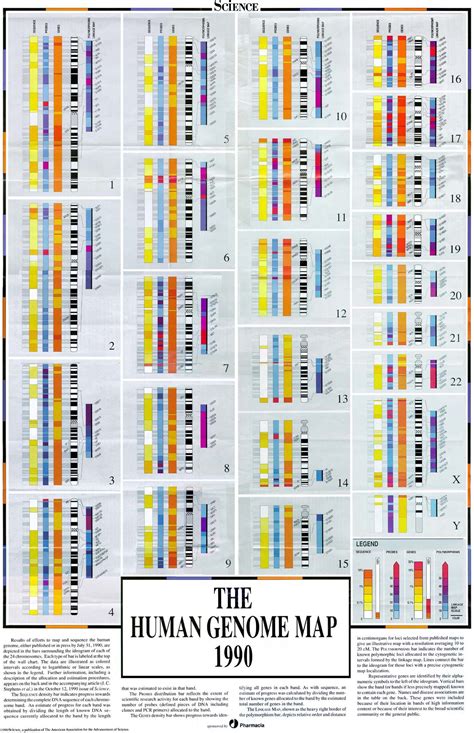 Map of human genome with highlighted regions