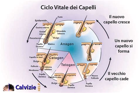 Illustrazione del ciclo di vita del capello con evidenziate le fasi Anagen, Catagen e Telogen