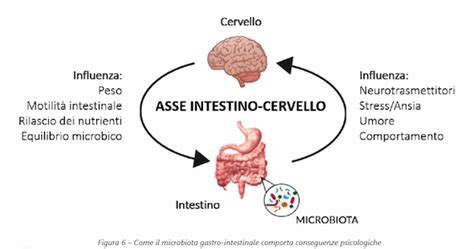 Diagramma che illustra l'asse intestino-pelle e il ruolo del microbiota