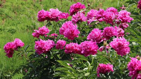Fiori di peonia in un campo