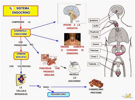 Schema di un sistema endocrino umano con focus sugli ormoni