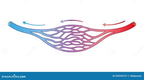 Illustrazione di vasi sanguigni dilatati nel viso