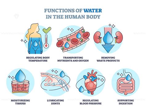 Schematic representation of water's role in the human body