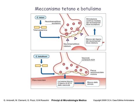 Diagramma del meccanismo d'azione del Botox sull'iperidrosi