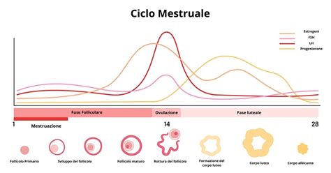 Fasi del ciclo mestruale e impatto sull'acne