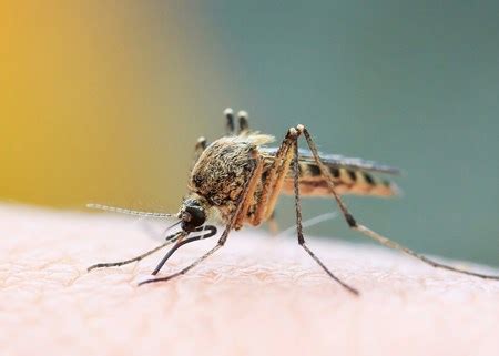 Zanzara che punge