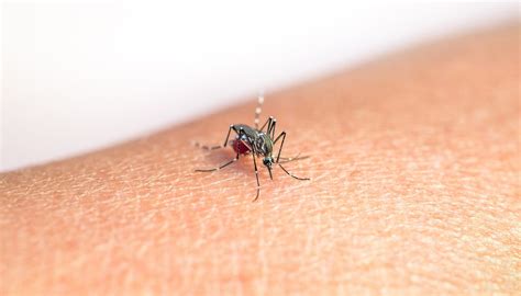 Diagramma dei fattori che attraggono le zanzare