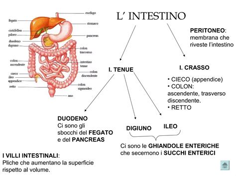 Schema delle connessioni tra intestino e pelle