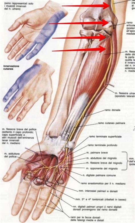 Anatomia del gomito con evidenziazione del tunnel cubitale e del nervo ulnare